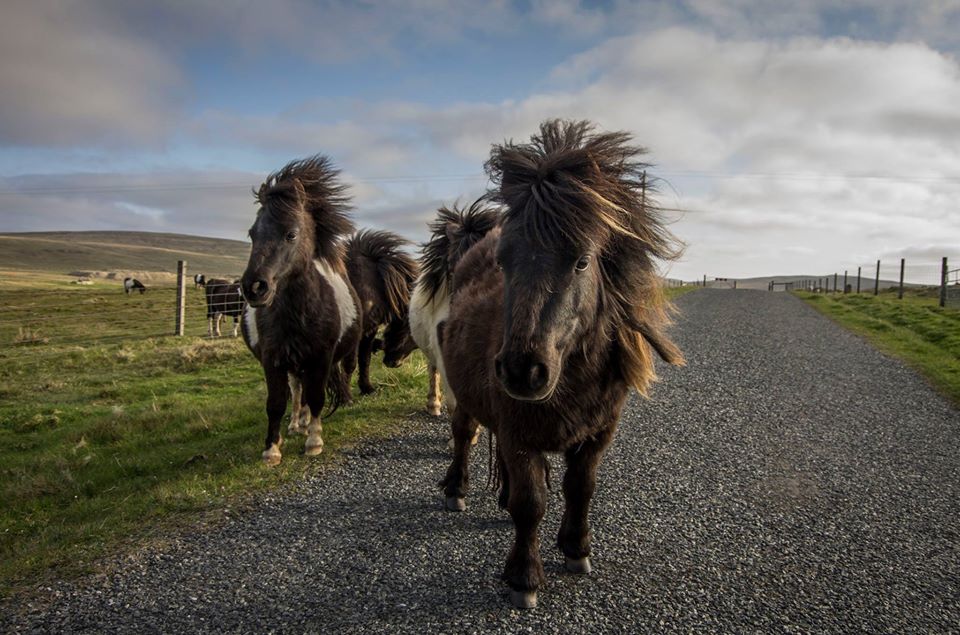 Shetland Pony